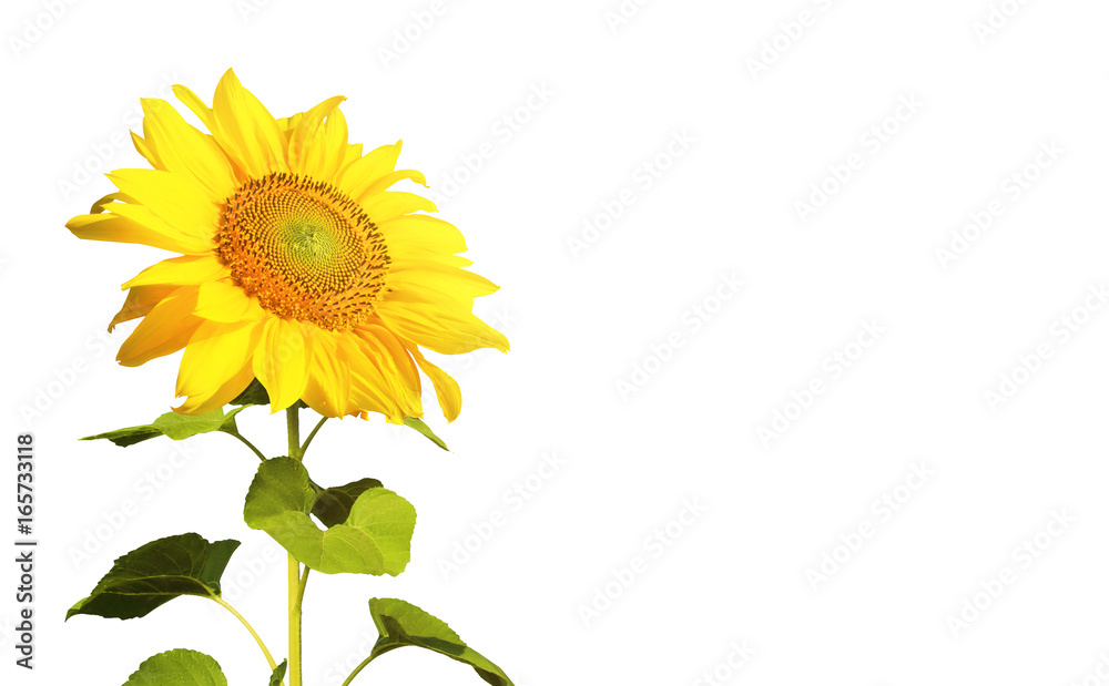 Naklejka premium Sonnenblume auf weissem Hintergrund