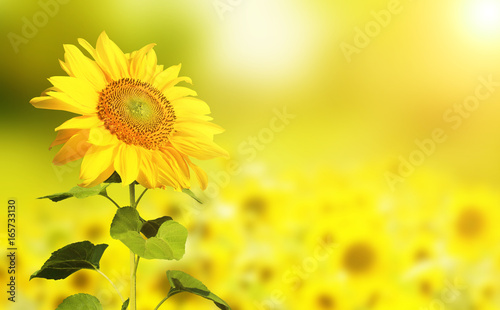 Wunderschöne Sonnenblumen