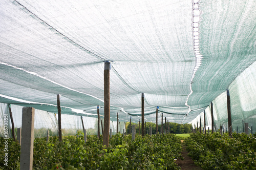 Setting sunbathing and anti-ice net over an orchard