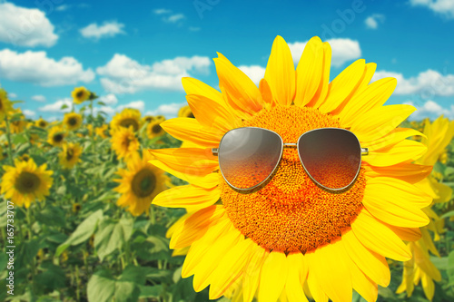 Sonnenblume mit Sonnenbrille