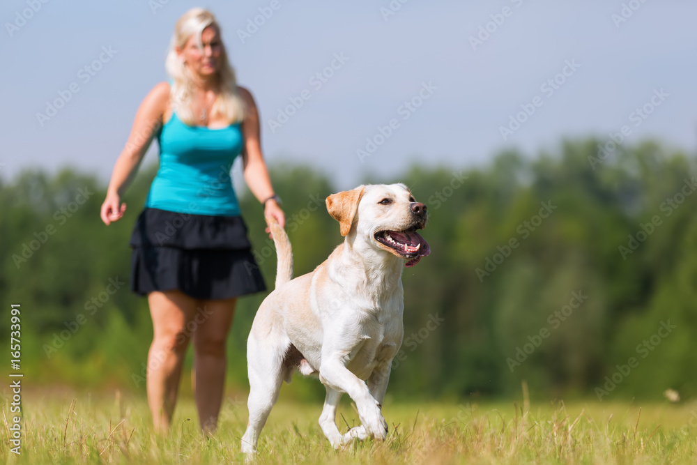 mature woman plays with a labrador outdoors mature woman plays with a labrador outdoors