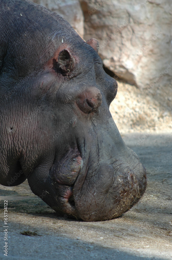 ippopotamo ippopotamo