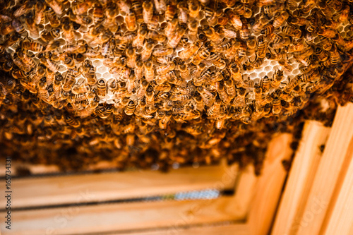 Bienen im Bienenstock photo