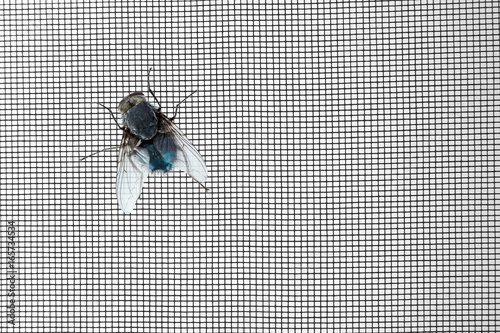 Annoying fly on window screen