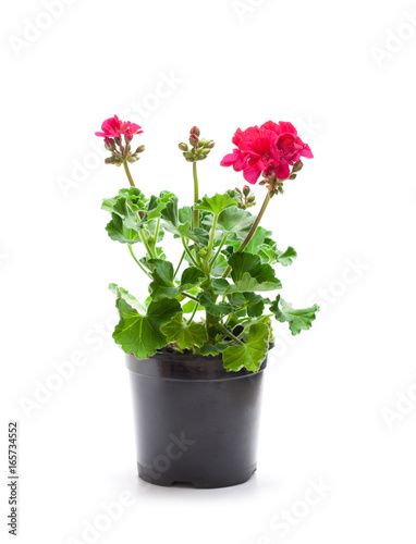 Fototapeta Naklejka Na Ścianę i Meble -  Colorful  Geranium flowers in a black flowerpot isolated on white