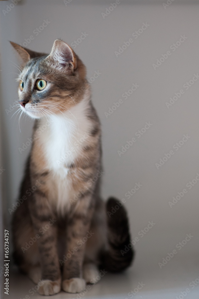 Fototapeta premium Funny cat