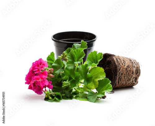 Fototapeta Naklejka Na Ścianę i Meble -  Colorful  Geranium flower ready for planting and flowerpot isolated on white