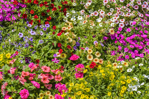 Fototapeta Naklejka Na Ścianę i Meble -  Petunia spring flowers