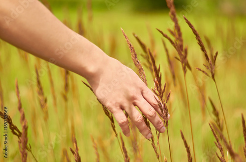 Woman's hand touch field grass and spikelets at sunset or sunrise. Rural and natural concept