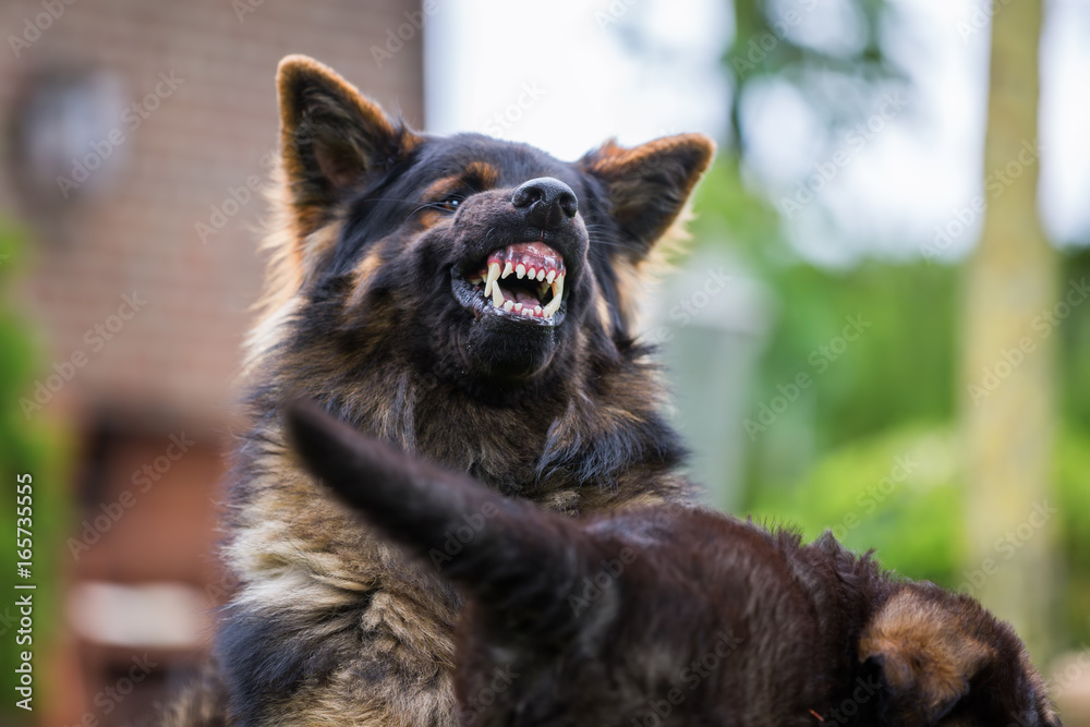 old German shepherd shows aggression