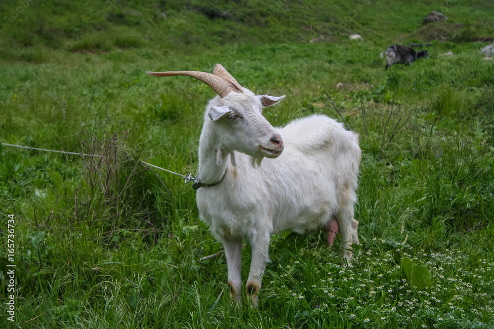 A white goat near the peninsula of Mangup plateau A white goat near the peninsula of Mangup plateau