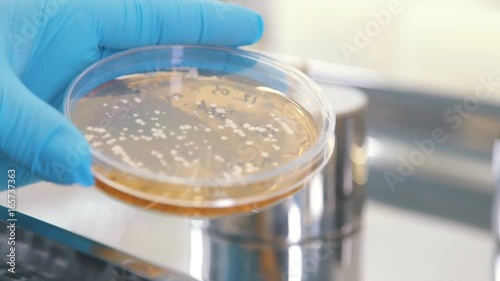 Petri dish with gold color reagent: chemical reaction. A researcher or lab technician in blue sterile gloves mixes the reagents in a round test tube to get a reaction. Conducting a chemical experiment photo