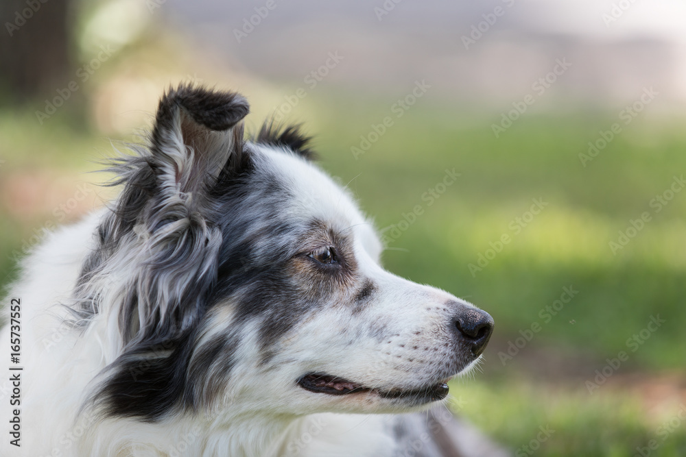Australian shepherd dog