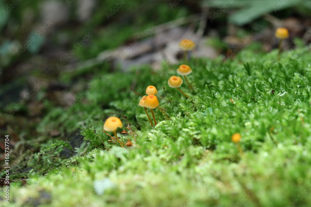 苔とキノコ 苔とキノコ