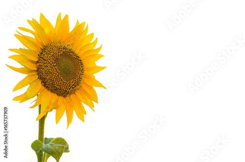 Fototapeta Naklejka Na Ścianę i Meble -  Bright sunflower isolated on white background, free space for your text.