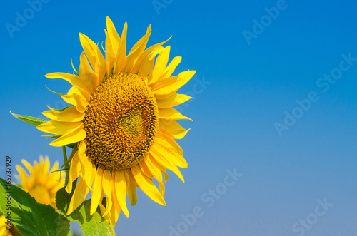 Bright sunflower against the blue sky  free space.