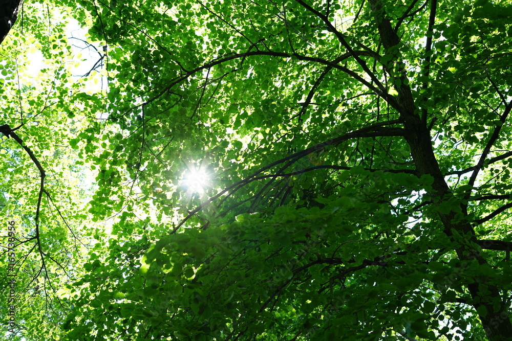 The ray of the sun makes its way through the foliage The ray of the sun makes its way through the foliage