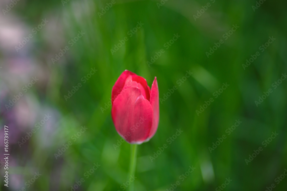 Fresh red tulip on green blured background Fresh red tulip on green blured background