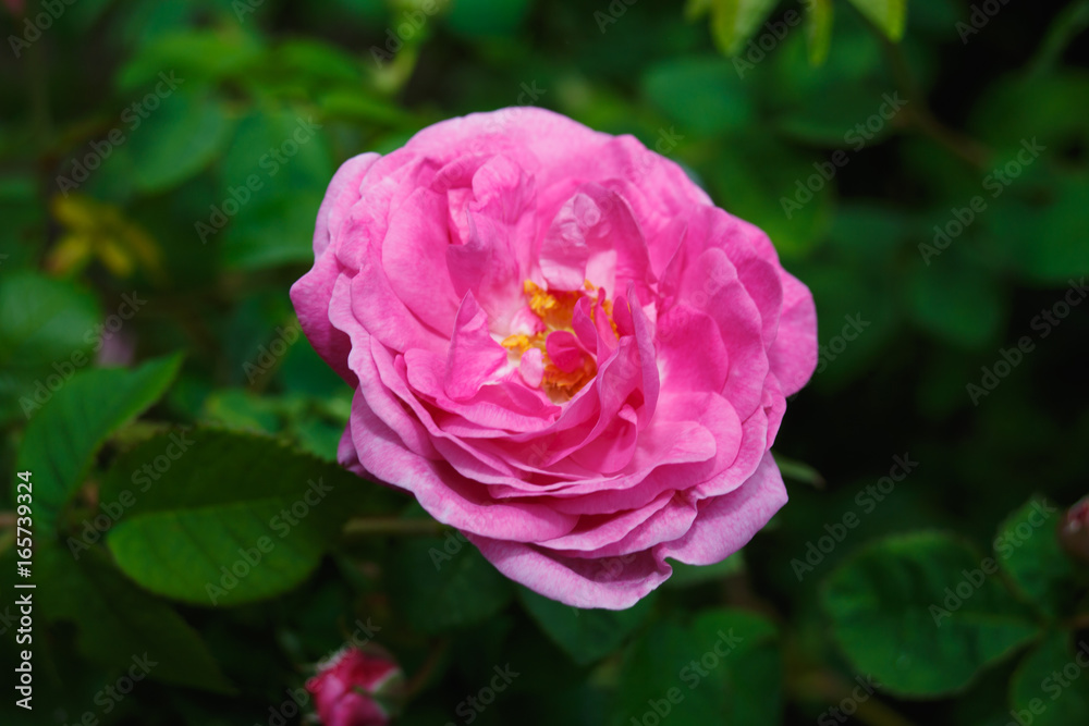 close-up pink flower of blooming tea rose close-up pink flower of blooming tea rose