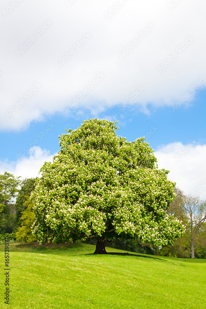 Blooming  chestnut tree at the top of the hill