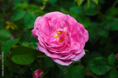 close-up pink flower of blooming tea rose 
