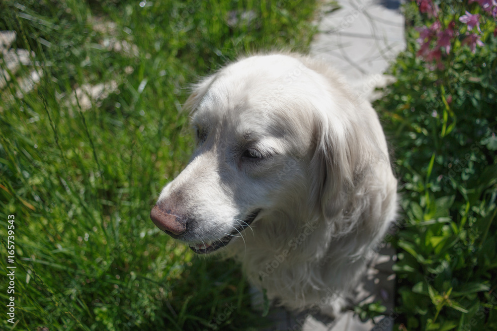 White Golden retriever in the country house White Golden retriever in the country house