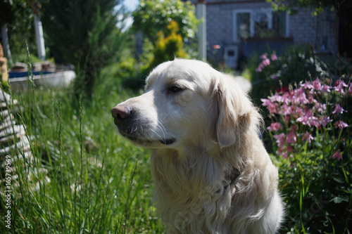 White Golden retriever in the country house