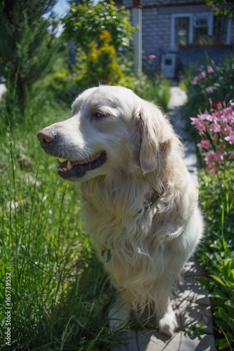 White Golden retriever in the country house