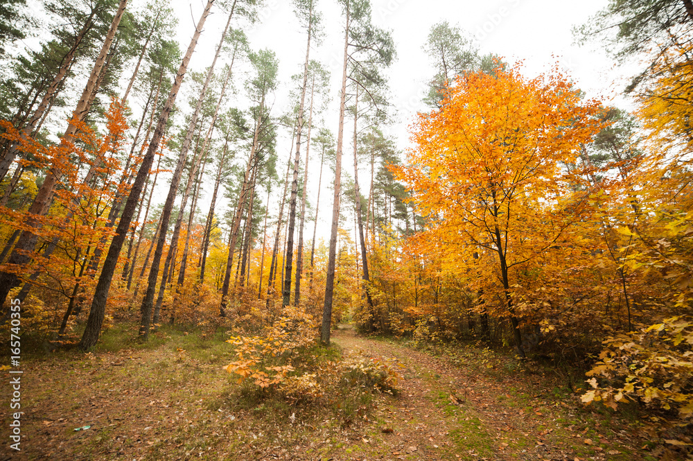 Fototapeta premium Early autumn forest