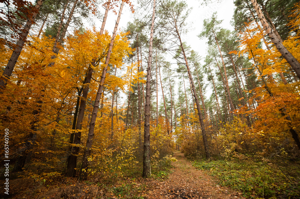 Obraz premium Early autumn forest