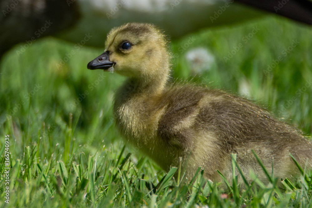 Baby Canadian goose