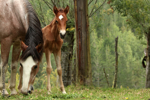 Caballo photo