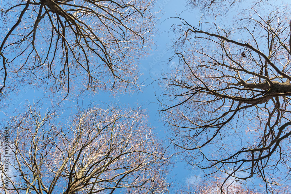 Obraz premium Bare branches