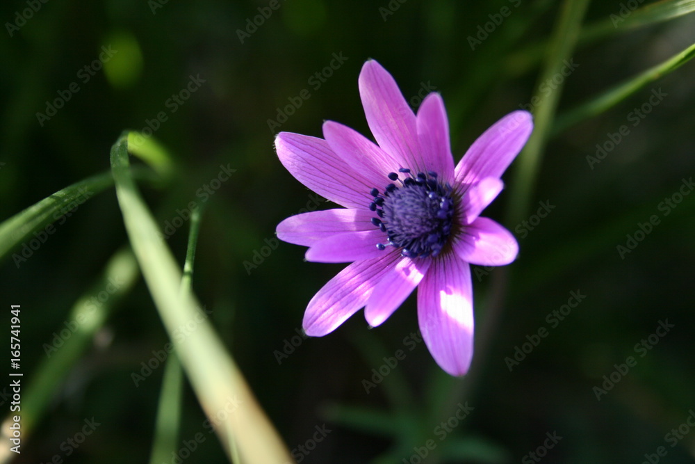 Fototapeta premium Closeup of a flower