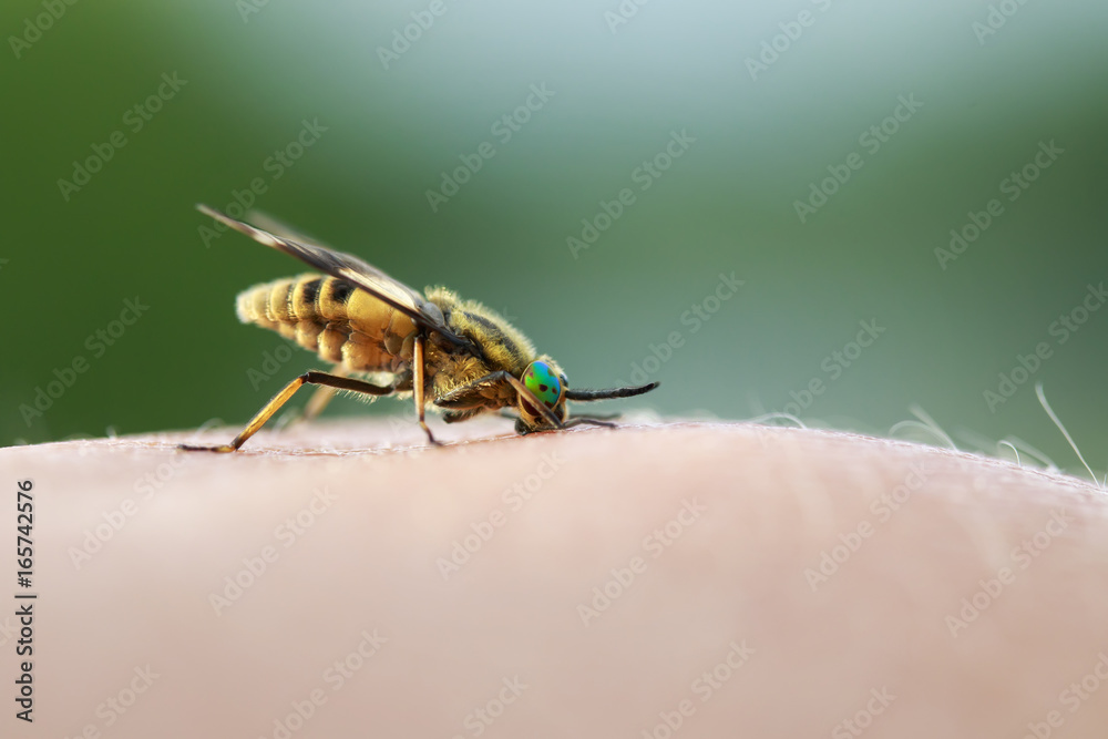 Fototapeta premium nasty insect gadfly stuck into the human skin and drink blood