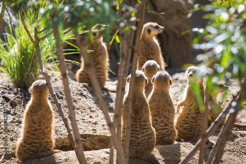 Meerkcat photo
