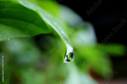 Water Droplet Dripping from Green Leaf Tip, Macro Shot on Blurred Background 