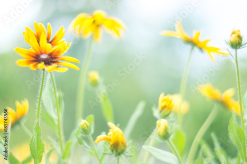 Yellow flowers on a delicate green background. Rudbeckia outdoors.