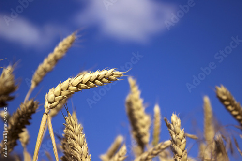 Ripe spikelets of wheat in a field, preparing for harvest, on the background of sky with clouds