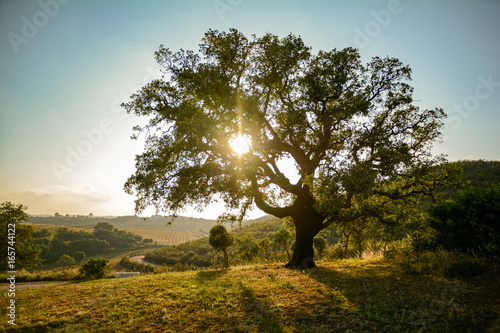 Old Cork oak tree (Quercus suber) in evening sun, Alentejo Portugal Europe photo