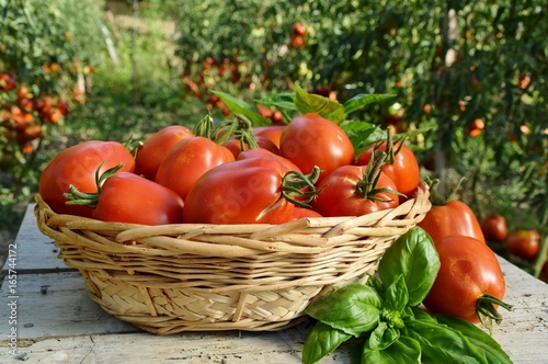 cestino con pomodori maturi nell'orto