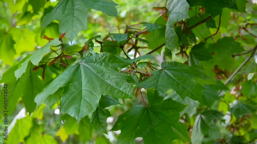Branch of maple with seeds on wind. Acer platanoides. HD video footage shooting of static camera. Branch of maple with seeds on wind. Acer platanoides. HD video footage shooting of static camera.