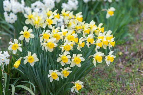 Narcissus(Daffodil)