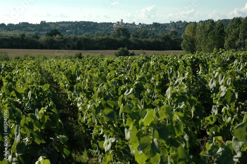 Vigne en Sud Loire avec vue sur le coteau du Cellier photo