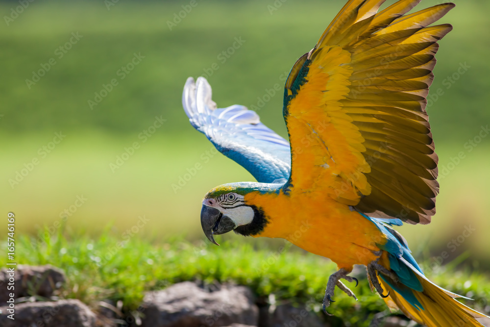 Fototapeta premium Blue and yellow (gold) macaw. Beautiful parrot bird flying in close up