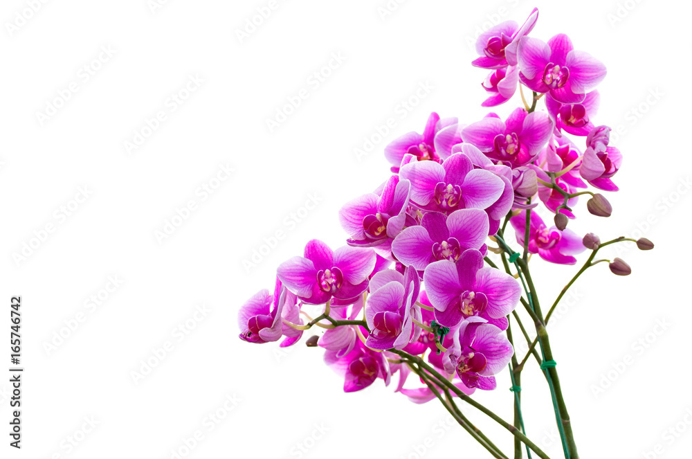 purple phalaenopsis orchid flower isolated on white background