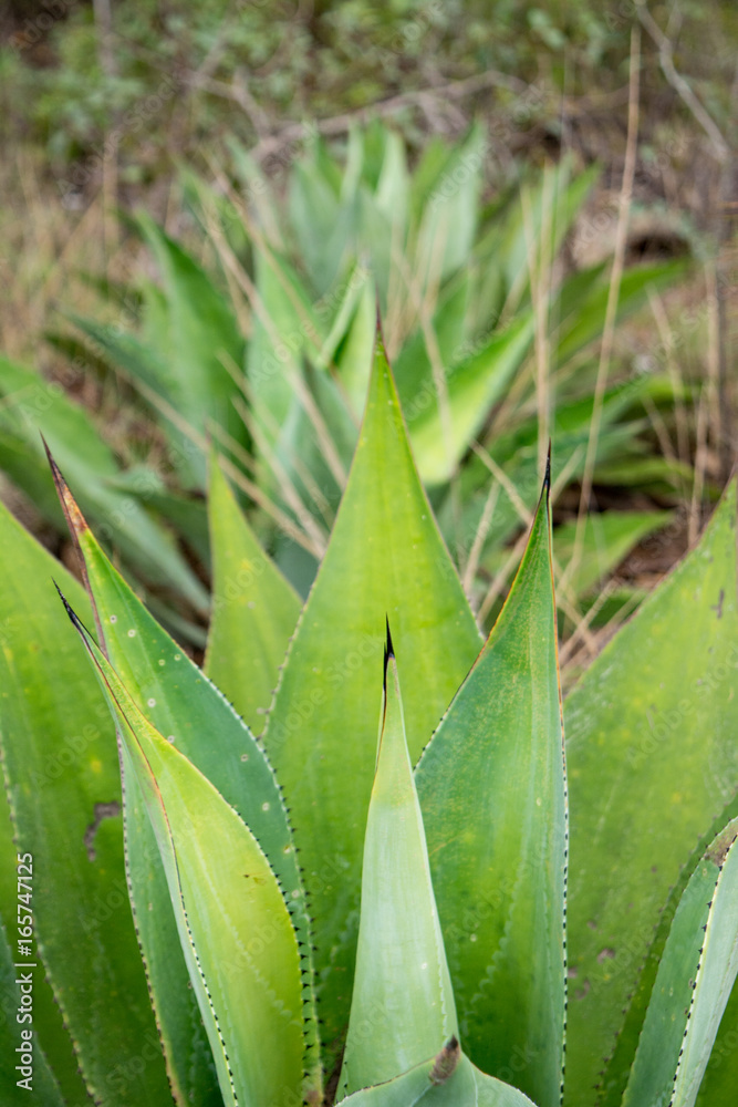 Fototapeta premium agave