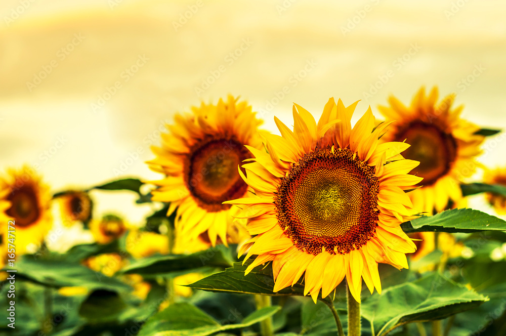 Beautiful blooming sunflowers against the yellow sky.
