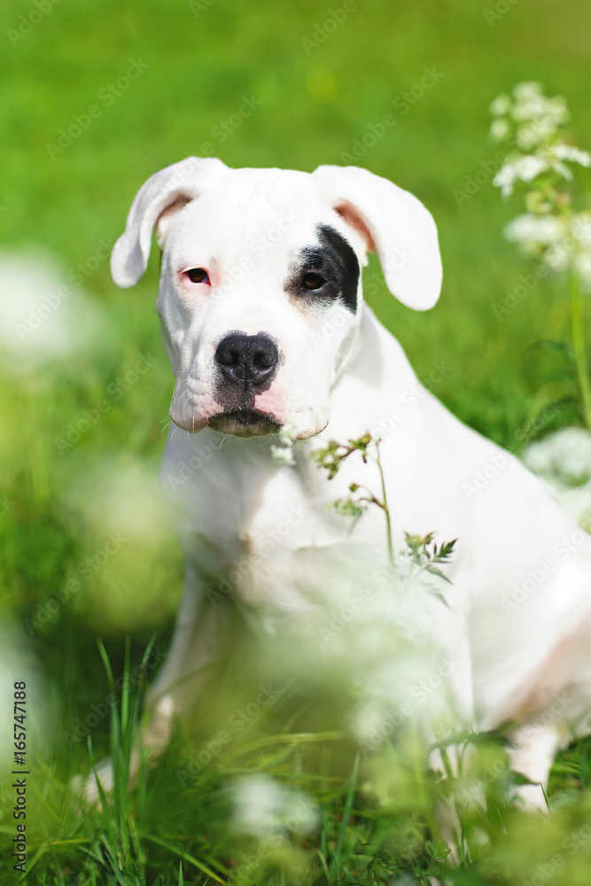 Young Dogo Argentino dog with natural ears sitting outdoors on a green grass with white flowers Young Dogo Argentino dog with natural ears sitting outdoors on a green grass with white flowers