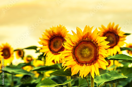 Beautiful blooming sunflowers against the yellow sky. © alonaphoto